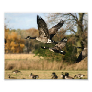 Geese in Autumn Flight Photo Print
