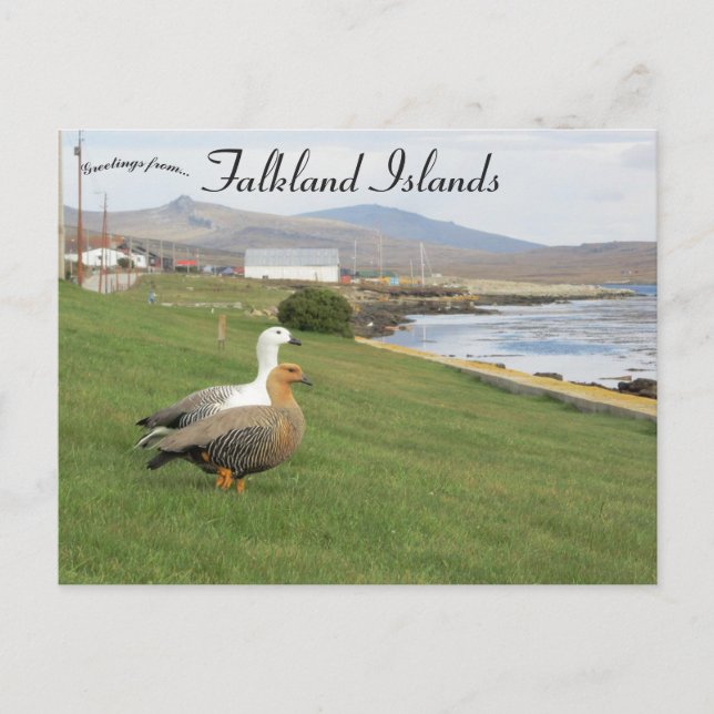 Geese in Stanley Falkland Islands Postcard (Front)