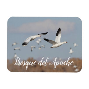 Geese in the Bosque del Apache skies Magnet