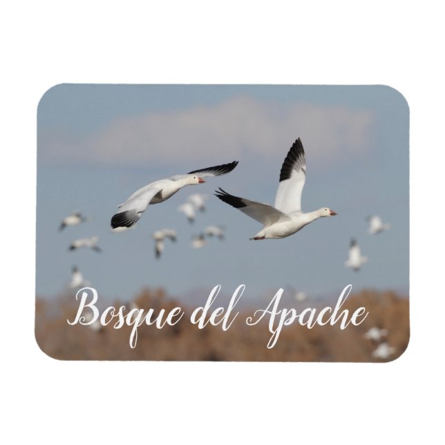 Geese in the Bosque del Apache skies Magnet (Horizontal)