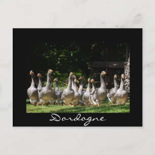Geese in the Dordogne black text postcard