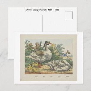 GEESE Joseph Scholz, 1829 - 1880 Postcard