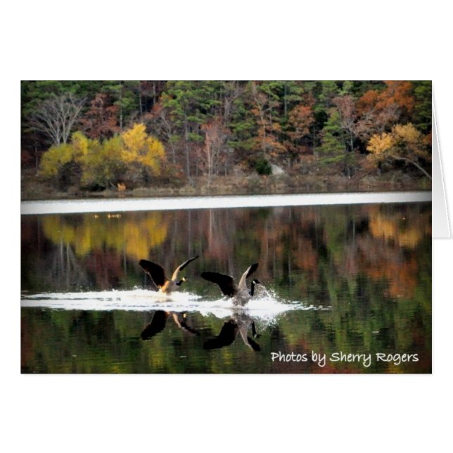 ~Geese on Clayton Lake~ (Front Horizontal)