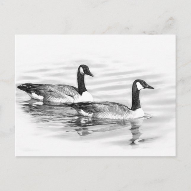 Geese on Water Postcard (Front)