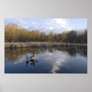 Geese Perch at Park in West Saint Paul Poster