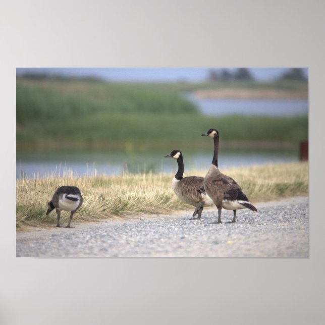 Geese Photo Poster (Front)