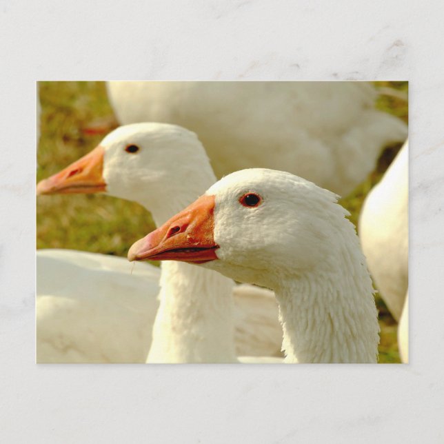 geese postcard (Front)