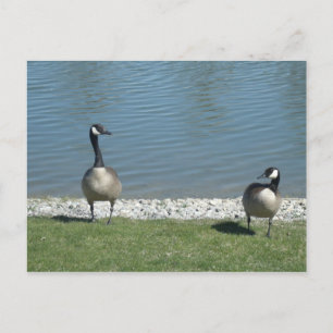 Geese Postcard