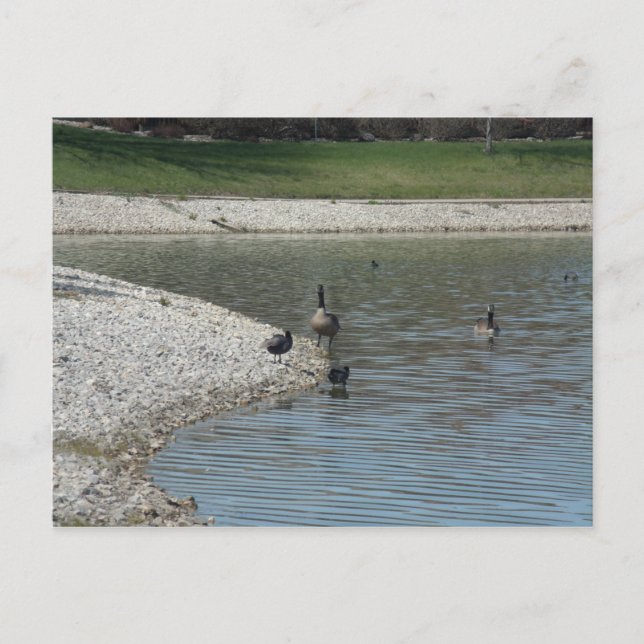 Geese Postcard (Front)