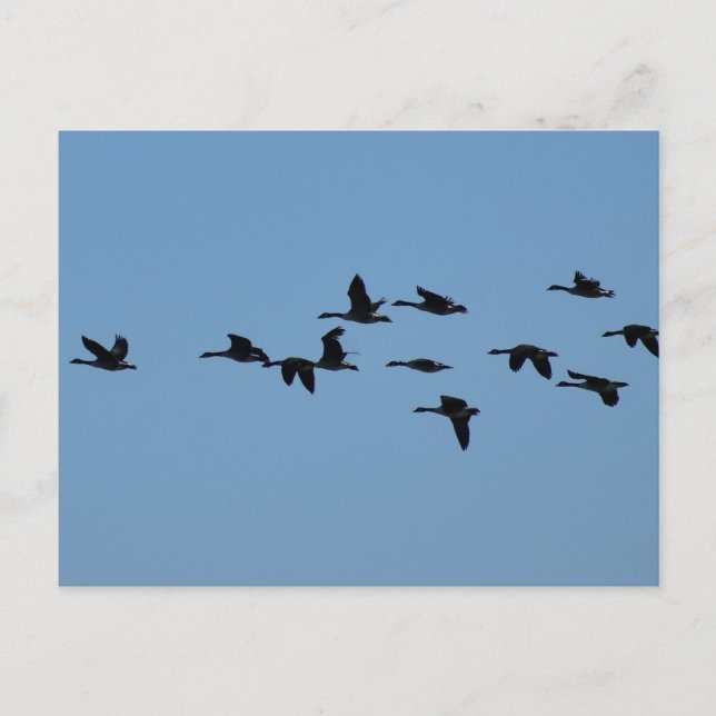 Geese  postcard (Front)