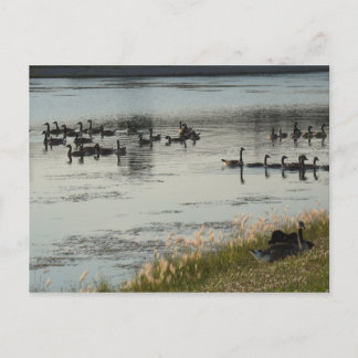 Geese Postcard