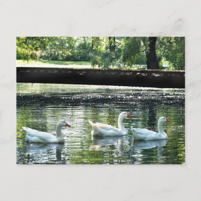 Geese Postcard (Front)