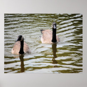 Geese Poster