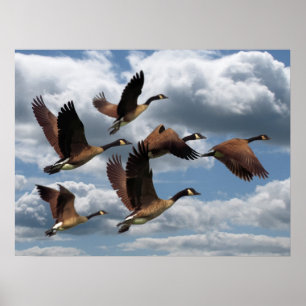 GEESE POSTER