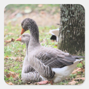 Geese square sticker