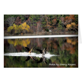 ~Geese sur Clayton Lake~