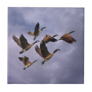 GEESE  TILE