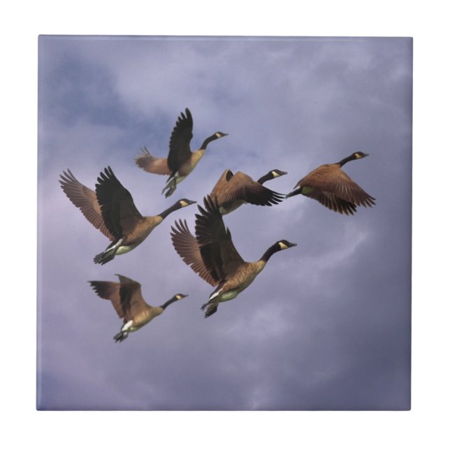 GEESE  TILE (Front)