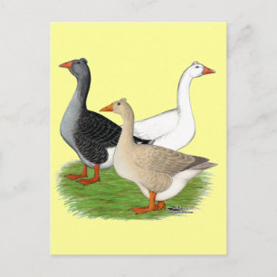 Geese:  Tufted Trio Postcard