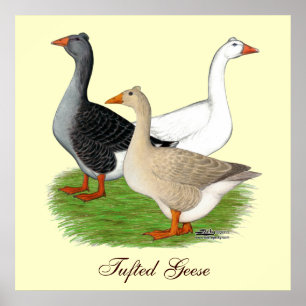 Geese:  Tufted Trio Poster