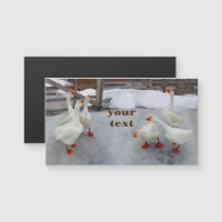Geese white