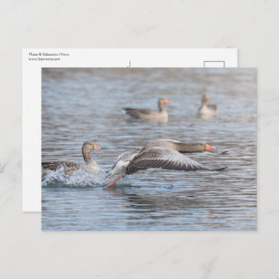 Geese Wildlife Photo Postcard