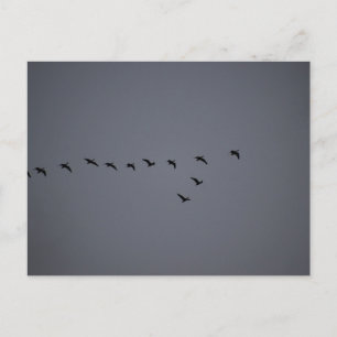 Geese's  postcard