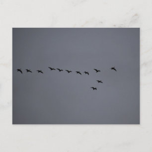 Geese's  postcard