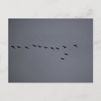 Geese's postcard