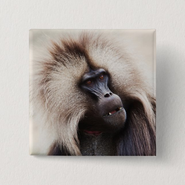 Gelada Baboon, Ethiopia 2 Inch Square Button (Front)