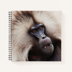 Gelada Baboon, Ethiopia Notebook