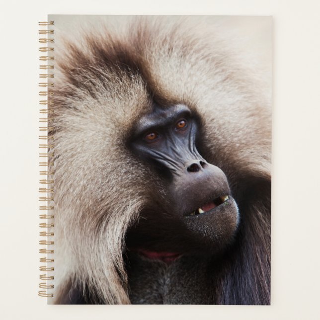 Gelada Baboon, Ethiopia Planner (Front)