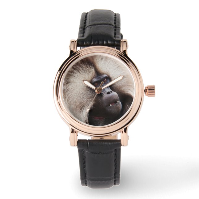Gelada Baboon, Ethiopia Watch (Front)