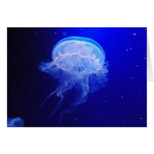 Gelée Bely (Devant Horizontal)