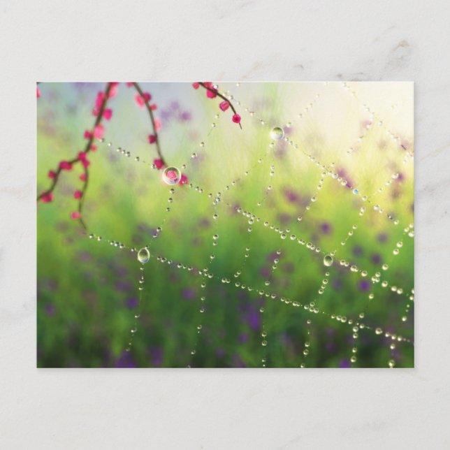 Gems of a Spring Morning Postcard (Front)