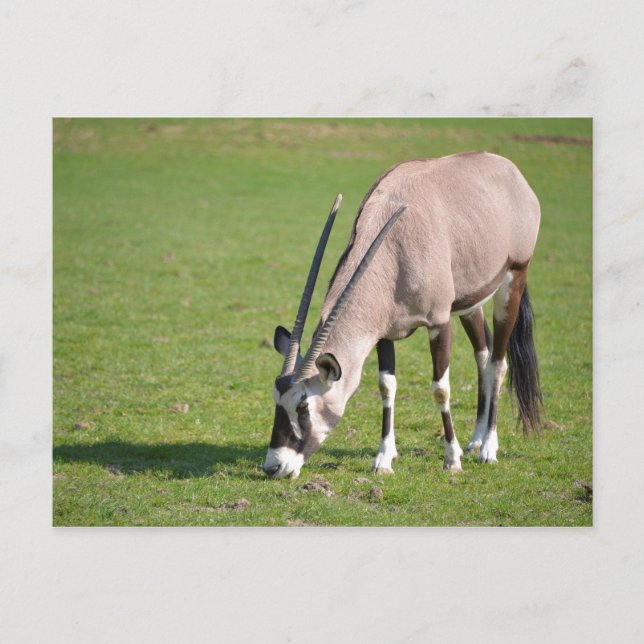 Gemsbok grazing postcard (Front)