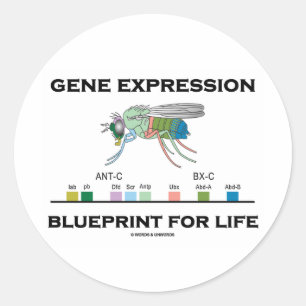 Gene Expression Blueprint For Life Homeobox Genes Classic Round Sticker