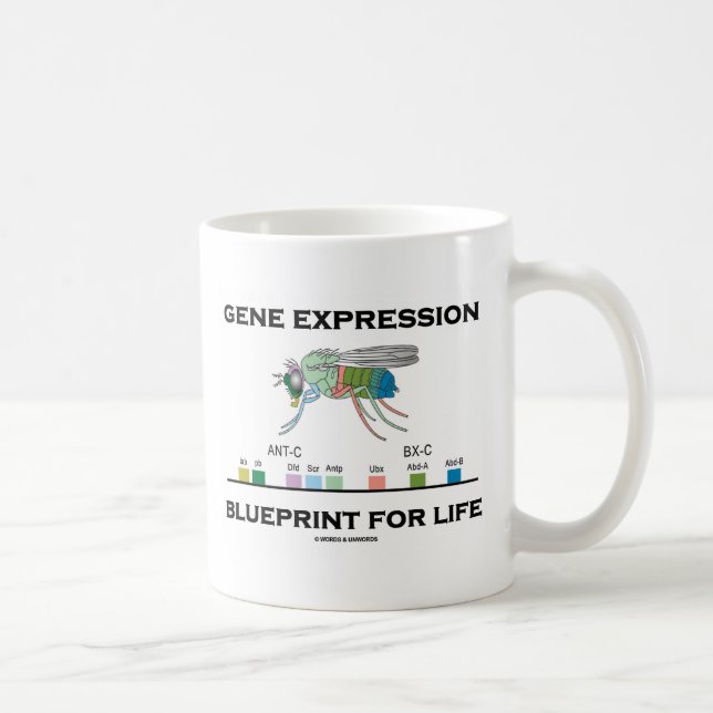 Gene Expression Blueprint For Life Homeobox Genes Coffee Mug (Right)