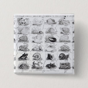 Genera of Shells jigsaw, pub. by W. Edwards 2 Inch Square Button