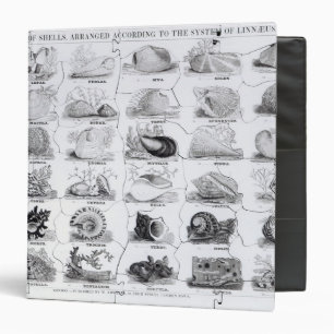 Genera of Shells jigsaw, pub. by W. Edwards Binder