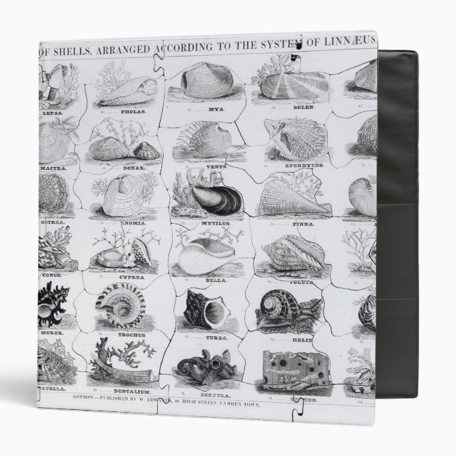 Genera of Shells jigsaw, pub. by W. Edwards Binder (Front/Inside)