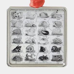 Genera of Shells jigsaw, pub. by W. Edwards Metal Ornament