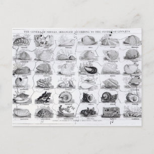 Genera of Shells jigsaw, pub. by W. Edwards Postcard