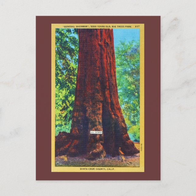 "General Sherman," 5000 Years Old, Big Trees Park Postcard (Front)