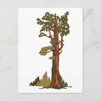 General Sherman Tree Postcard