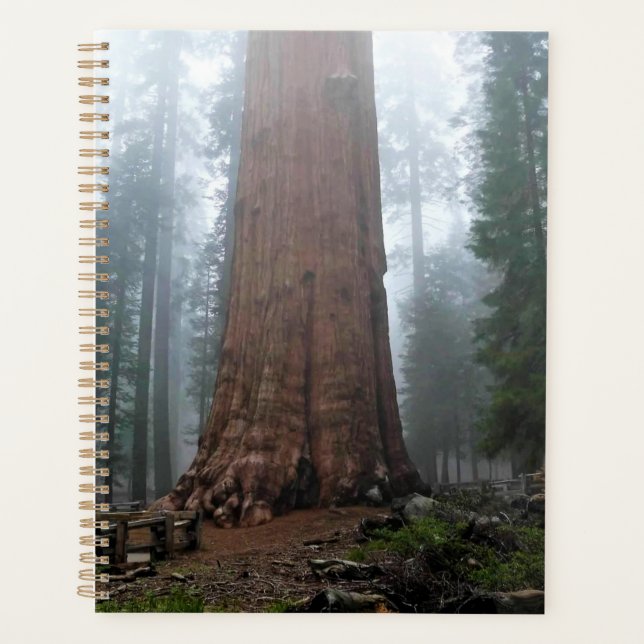 Général Sherman Tree, Sequoia, CA (Devant)