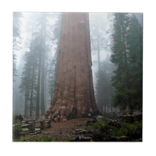 General Sherman Tree, Sequoia, CA Tile