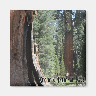 General Sherman Tree- Sequoia National Park Magnet