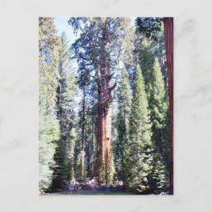 General Sherman Trees Forrests Postcard