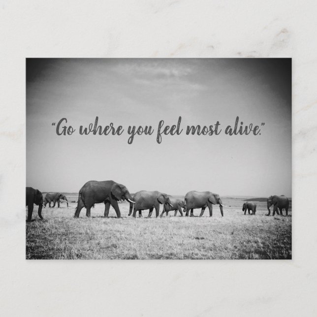 Generations of Elephants Greeting Card (Front)